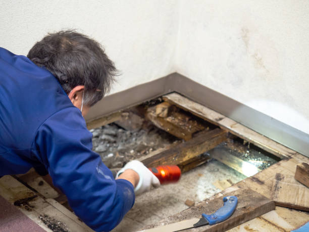 Best Kitchen Mold Remediation in North Muskegon, MI