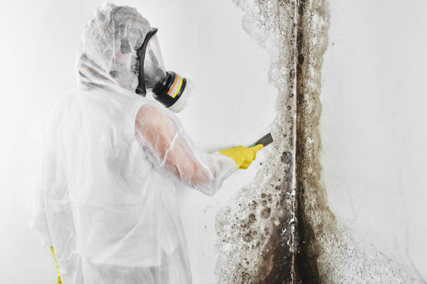 Best Residential Mold Remediation in North Muskegon, MI