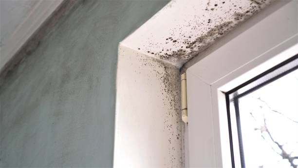 Best Attic Mold Remediation in North Muskegon, MI