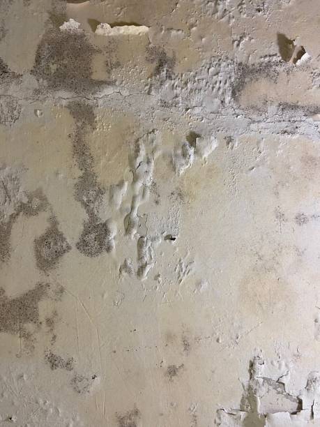 Best Localized Mold Remediation (e.g., coastal areas, humid climates) in North Muskegon, MI