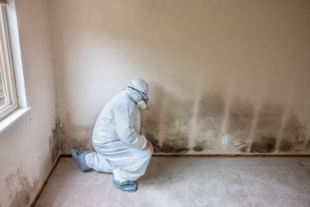 Best DIY Mold Remediation Support Services in North Muskegon, MI