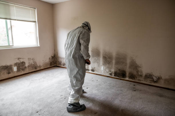 Best Insurance-Related Mold Remediation in North Muskegon, MI