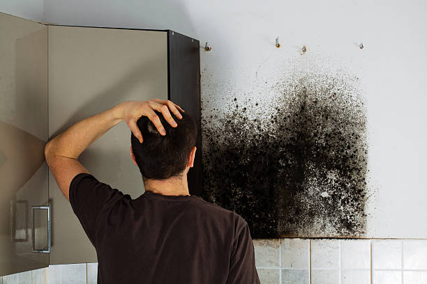 Best Post-Flood Mold Remediation in North Muskegon, MI